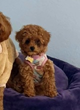 Poodle Toy-Tooy poodle cinsi...