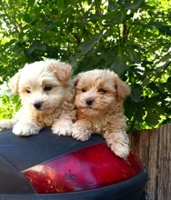 Maltipoo-İstanbulMaltipo cinsi yav..