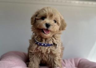 Maltipoo-İstanbulMaltipo cinsi yav..