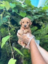 Maltipoo-İstanbulKahve tonlu MALTİ..