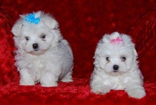 Terrier Maltese-İstanbulMaltesse terrier ..