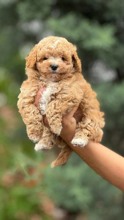 Maltipoo-İstanbulHarika Maltipo ya..