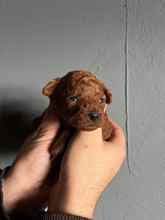 Poodle Toy-İstanbulRed Brown Aranan ..