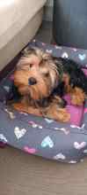 Yorkshire Terrier-İstanbul5 aylık erkek çoc..