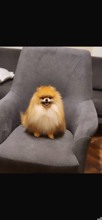 Pomeranian-ManisaEn Özel Pomerania..