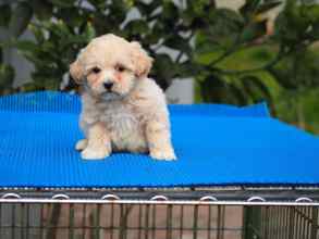 F1B Maltipoo Yavr..