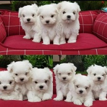 Terrier Maltese-İstanbulkar beyazı maltes..