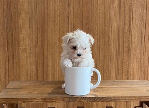 Terrier Maltese-İstanbulteacup maltese be..