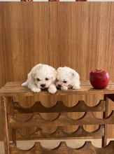 -İstanbulteacup maltese te..