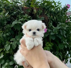 mini boy  maltese...