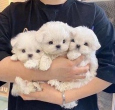 teacup maltese ya...