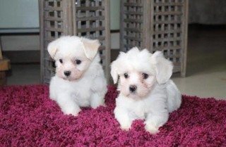 Terrier Maltese-İstanbul0 numara maltese ..