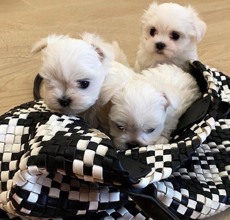 -İstanbulteacup maltese be..