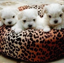 Terrier Maltese-İstanbultopaç gibi maltes..