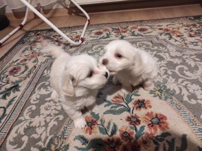 Terrier Maltese-İstanbulxs Maltese bebekl..