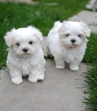 Terrier Maltese-İstanbulteacup maltese te..