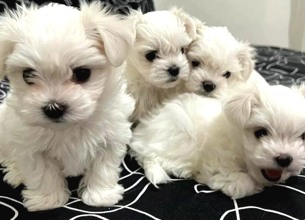 -İstanbulteacup maltese be...