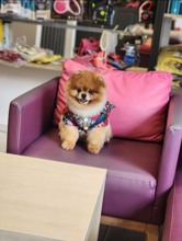 Pomeranian-İzmir-box-27342