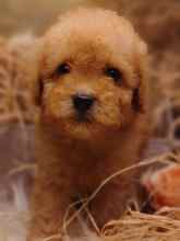 Poodle Toy-İstanbulVeteriner teknike..