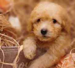 Poodle Toy-İstanbulSevimli poodle be..