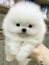 Pomeranian-İstanbulKarbeyaz boo..