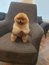 Pomeranian-İstanbulKarbeyaz boo..