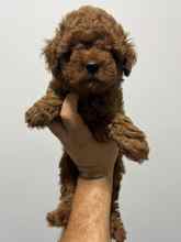 Poodle Toy-İstanbulSevimli gülen yüz..