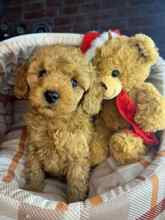 Poodle Toy-İstanbulSevimli poodle..