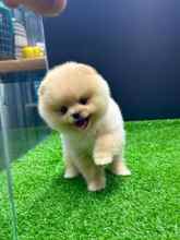 Pomeranian-İstanbulİstanbul boo..