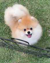 Pomeranian-İstanbulSevimli boo..