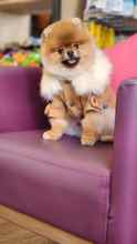 Pomeranian-İstanbulPomeranian Boo Be..