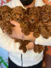 Poodle Toy-İstanbulİstanbul poodle..