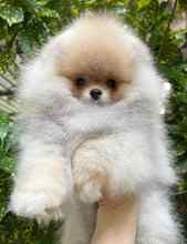 Pomeranian Boo Be...