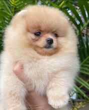 Pomeranian Boo Be..