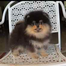 Pomeranian-İstanbulOrijinal pomernia..