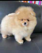 Pomeranian-İstanbulBeyaz pomernian..