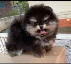 Pomeranian-İstanbulKarbeyaz boo..