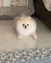 Pomeranian-İstanbulKarbeyaz boo..