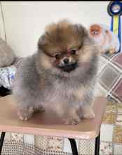 Pomeranian-İstanbulOrijinal pomernia..