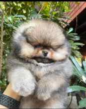 Pomeranian-İstanbulOrijinal pomernia..