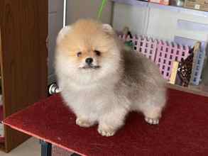 Pomeranian Boo Be...