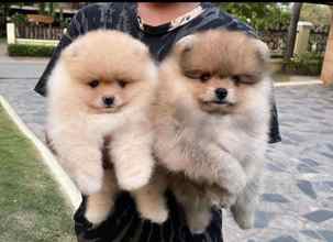 Pomeranian-İstanbulİstanbul poodle..