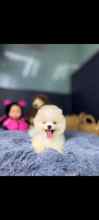 Pomeranian-İstanbulKarbeyaz boo..