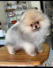 Pomeranian-İstanbulPomeranian Boo Be..