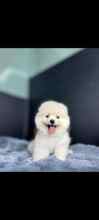 Pomeranian-İstanbulPomeranian Boo Be..