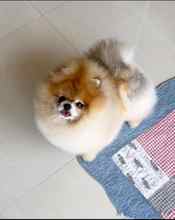 Pomeranian-İstanbulOrijinal pomernia..