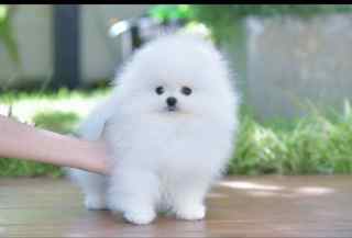 Pomeranian-İstanbulKarbeyaz boo..