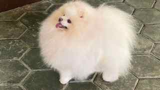 Pomeranian-İstanbulOrijinal pomernia..