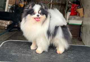 Pomeranian-İstanbulOrijinal pomernia..