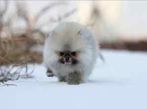 Pomeranian-İstanbulKarbeyaz boo..